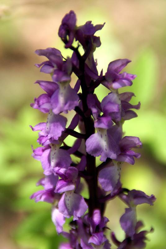 Unser Orchideenpark Bild Nr.022